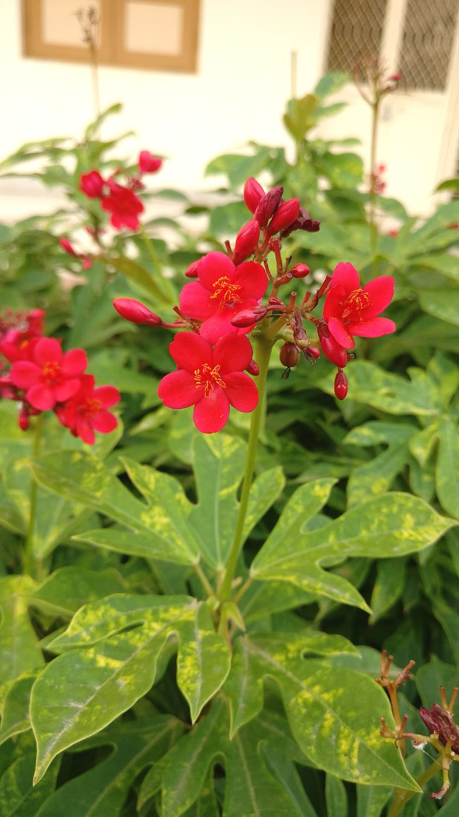 india, savar kundla, flowering plant, plant part, leaf, freshness HD wallpaper