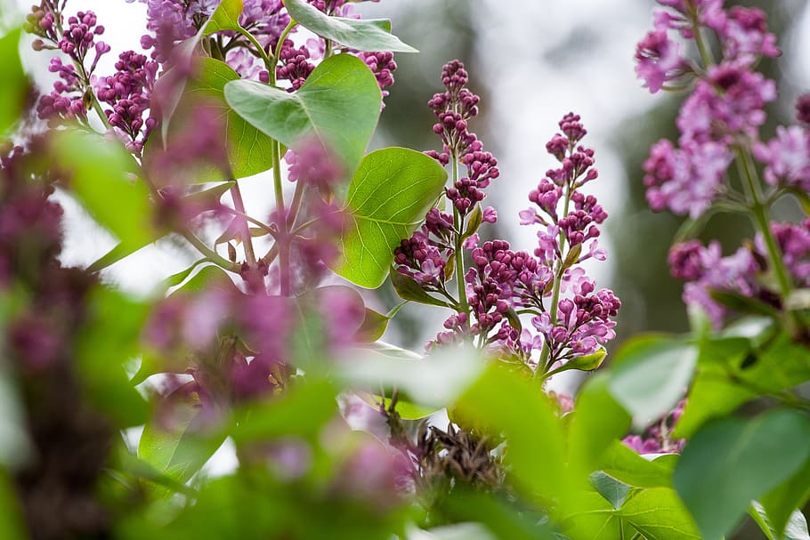 lilac, bush, bloom, nature, in the spring, purple, garden, color HD wallpaper