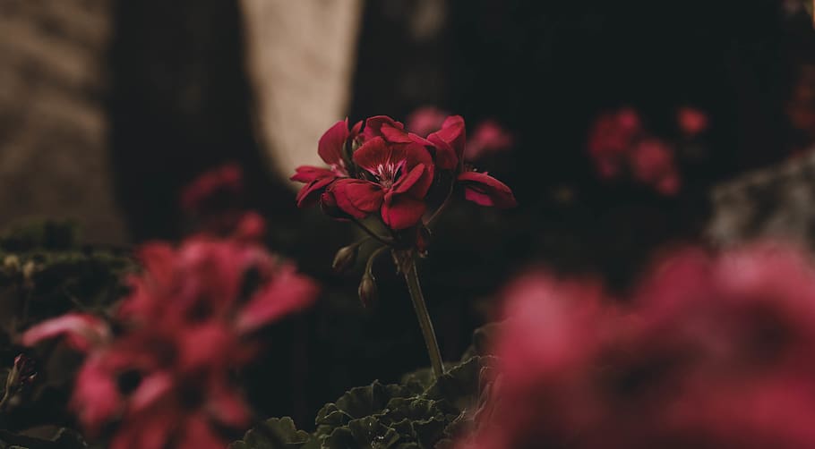 red rose, flower, flowering plant, freshness, beauty in nature HD wallpaper