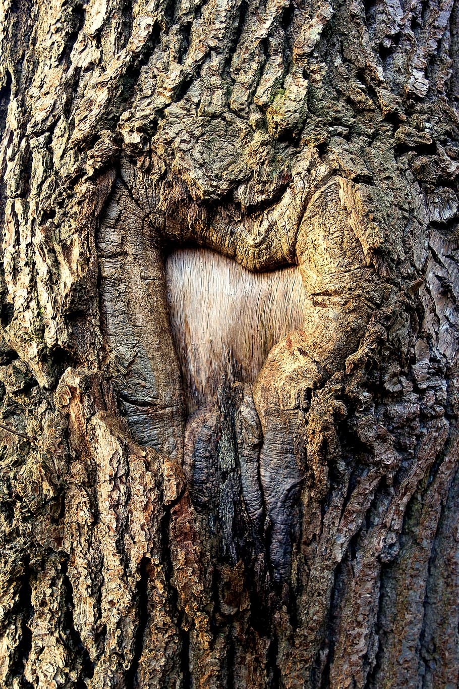 tree, trunk, tree trunk, bark, scar, scarred tree, heart, heart shaped HD wallpaper