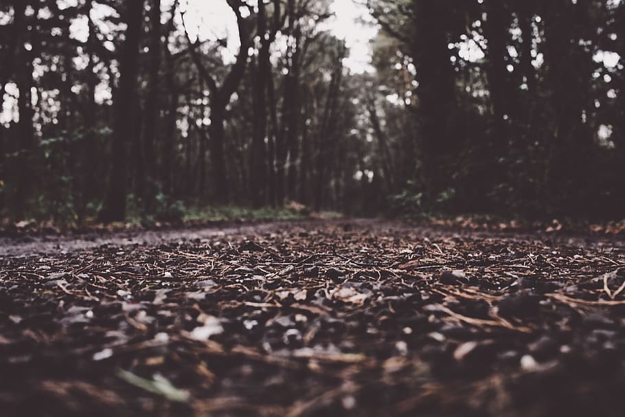 grayscale on trees, selective focus, land, plant, nature, day HD wallpaper