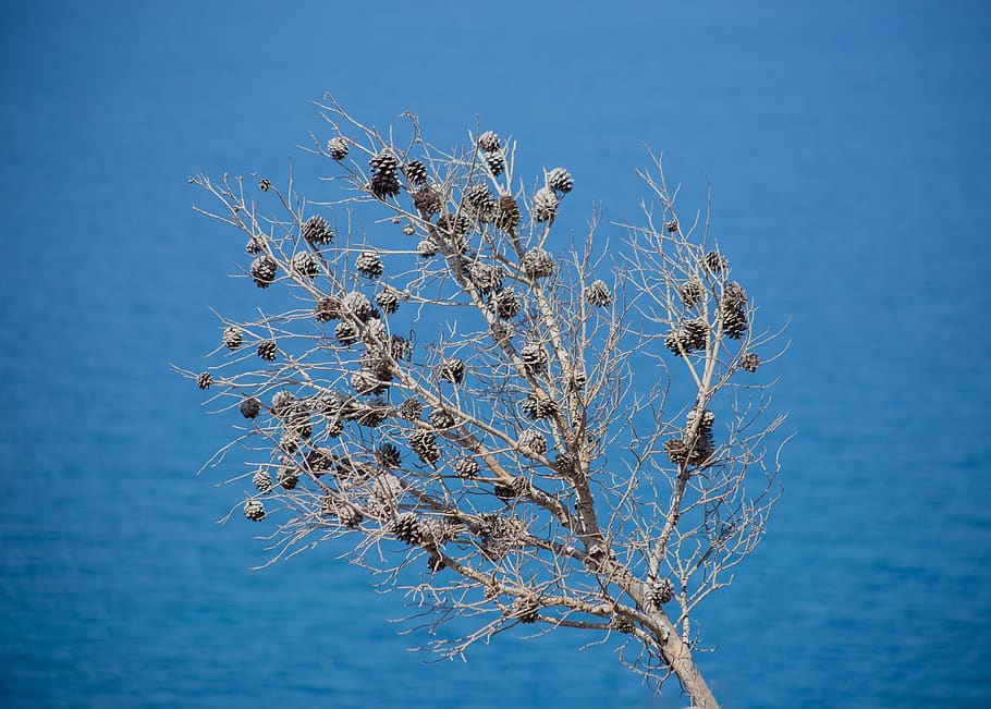 dried plant, blue, nature, beauty in nature, sky, day, no people HD wallpaper