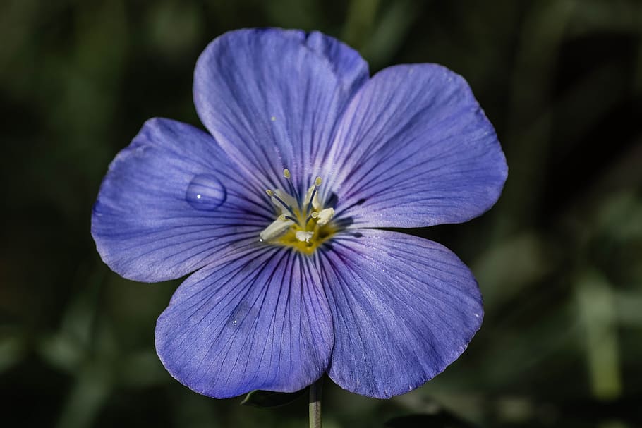 flax, blue, flower, bloom, blossom, petals, plant, pink, floral HD wallpaper