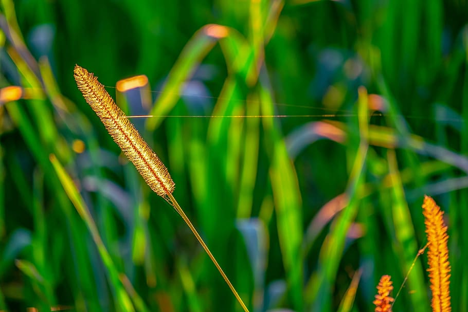 foxtail, light, backlighting, sunlight, bright, evening sun HD wallpaper