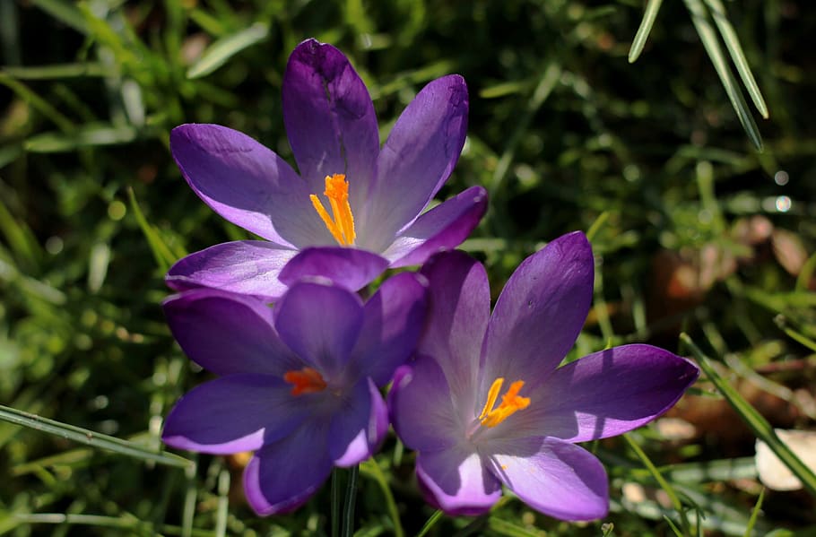 crocus, purple spring, violet, flowers, outdoor, bright, plant HD wallpaper