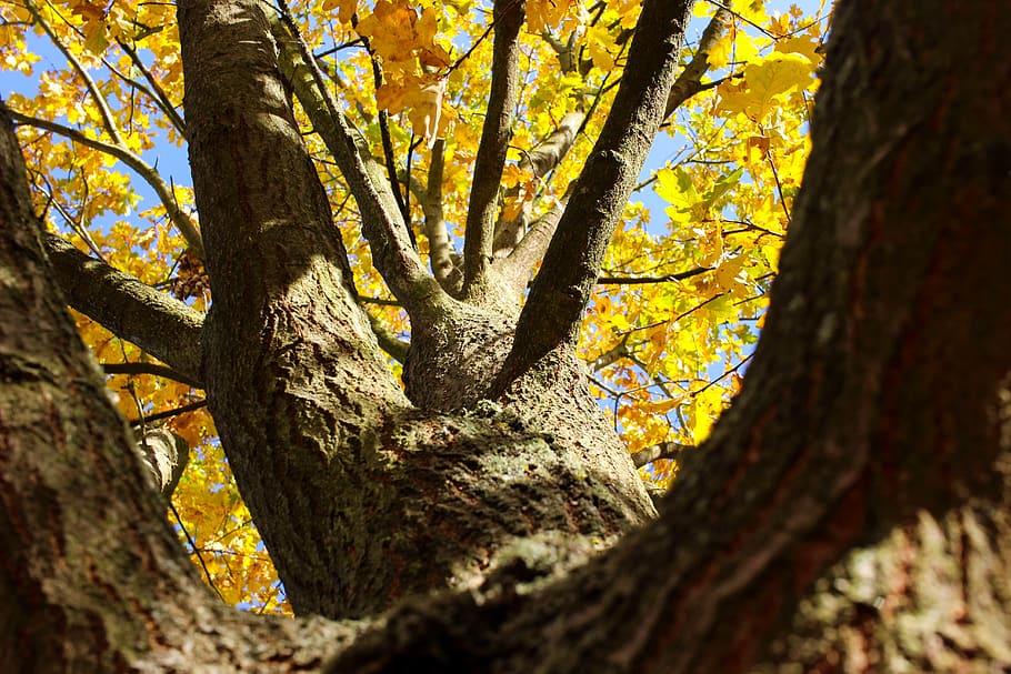 tree, autumn, autumn colours, colorful, sun, light, hell, nature, HD wallpaper