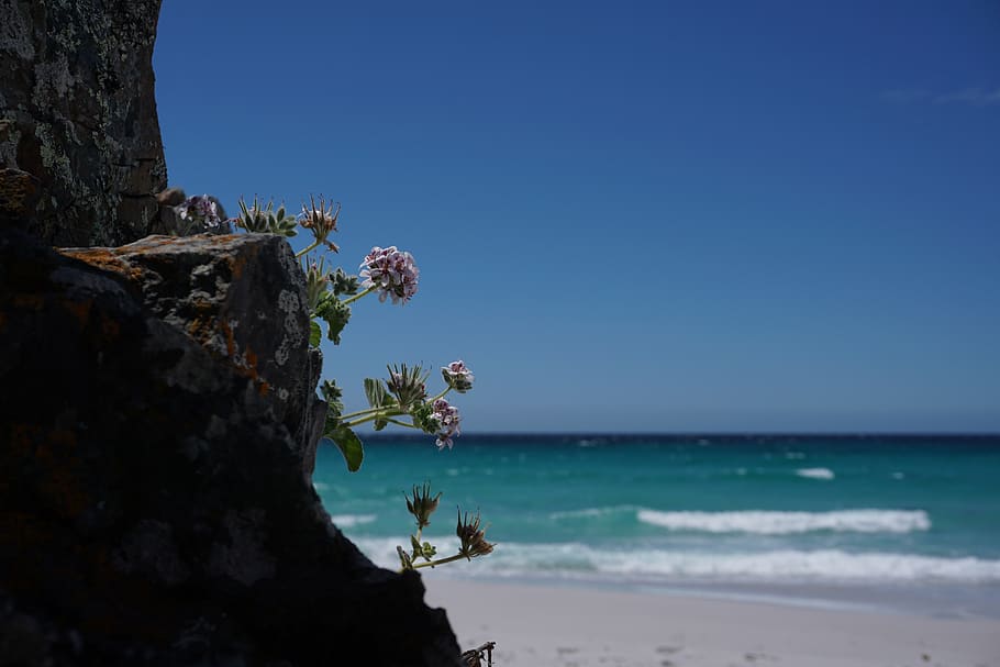 beach, flower, tasmania, friendly beach, nature, coastal, landscape HD wallpaper