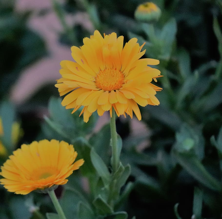 Yellow Petaled Flower, bloom, blossom, flora, flowers, gerbera HD wallpaper