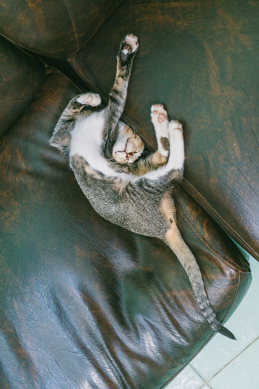 Brown Tabby Cat Lying on Sofa, animal, couch, cute, feline, flexible HD wallpaper