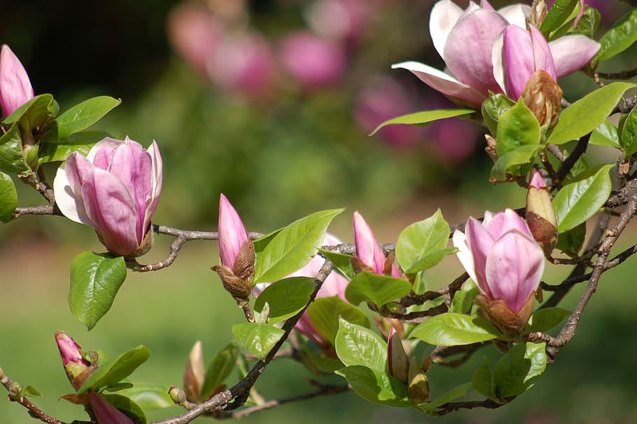 spring, bloom, petals, magnolia, rosa, buds, plant, flowering plant HD wallpaper