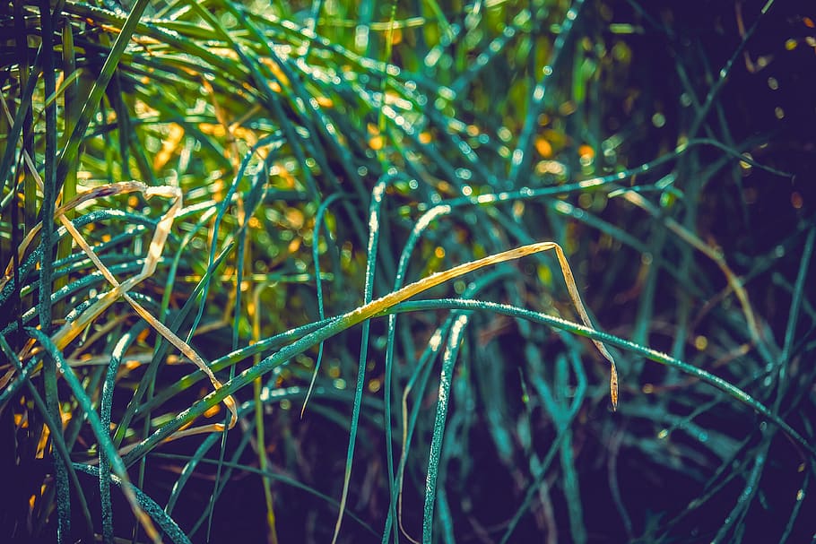 chives, field, dew, morgentau, backlighting, plant, herbs, spice HD wallpaper