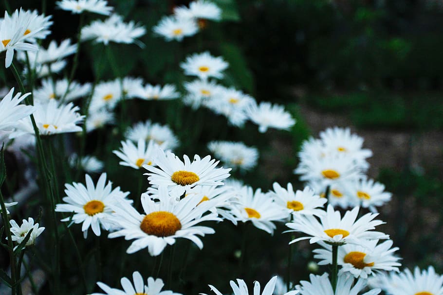 italy, breonio, flower, flowering plant, freshness, fragility HD wallpaper