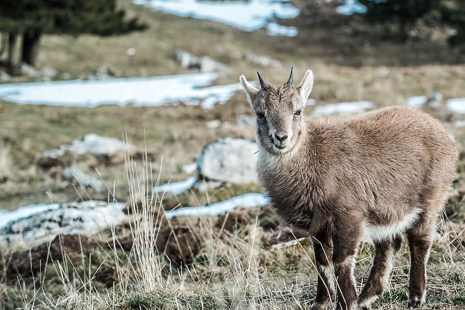 nature, wild, forest, jungle, landscape, deer, brown, animal themes HD wallpaper