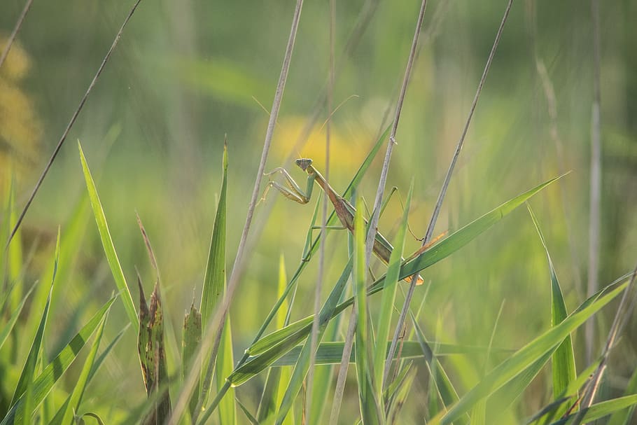 mantis, insect, green, nature, animal, weird, predator, praying HD wallpaper