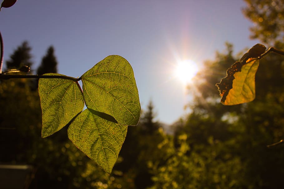 autumn, leaves, leaf, sun, light, green, brown, deciduous tree HD wallpaper