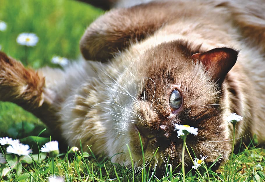 breed cat, thoroughbred, british, short hair, domestic cat HD wallpaper