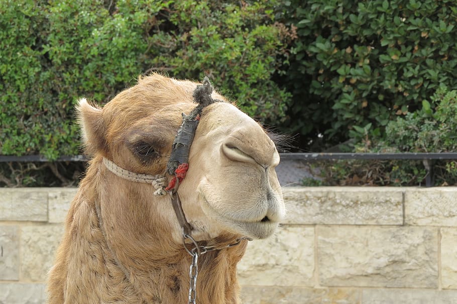 israel, jerusalem, camel, animal themes, mammal, one animal HD wallpaper