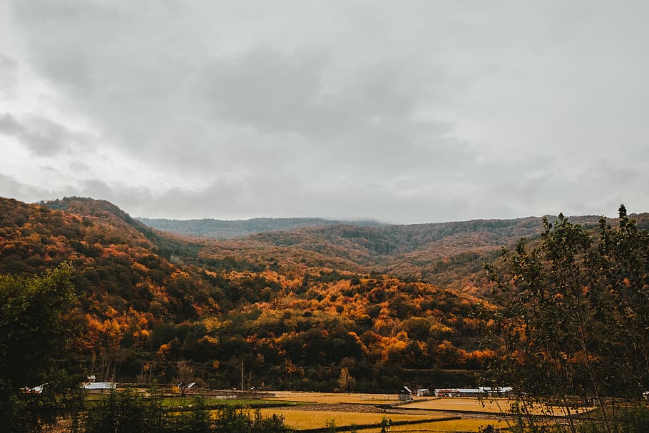 wallpaper, trees, mountain, cloudy, sky, cloud - sky, beauty in nature HD wallpaper