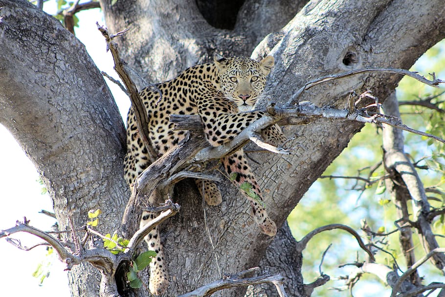 leopard, tree, predator, wildlife, botswana, dangerous, animal wildlife HD wallpaper