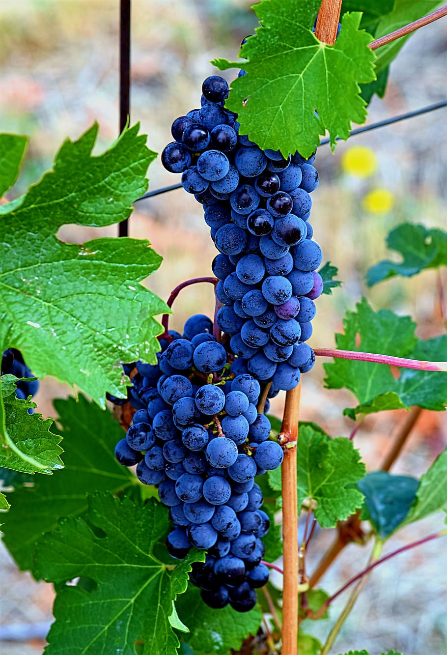 wine, grapes, vine, vineyard, fruit, winegrowing, grapevine HD wallpaper