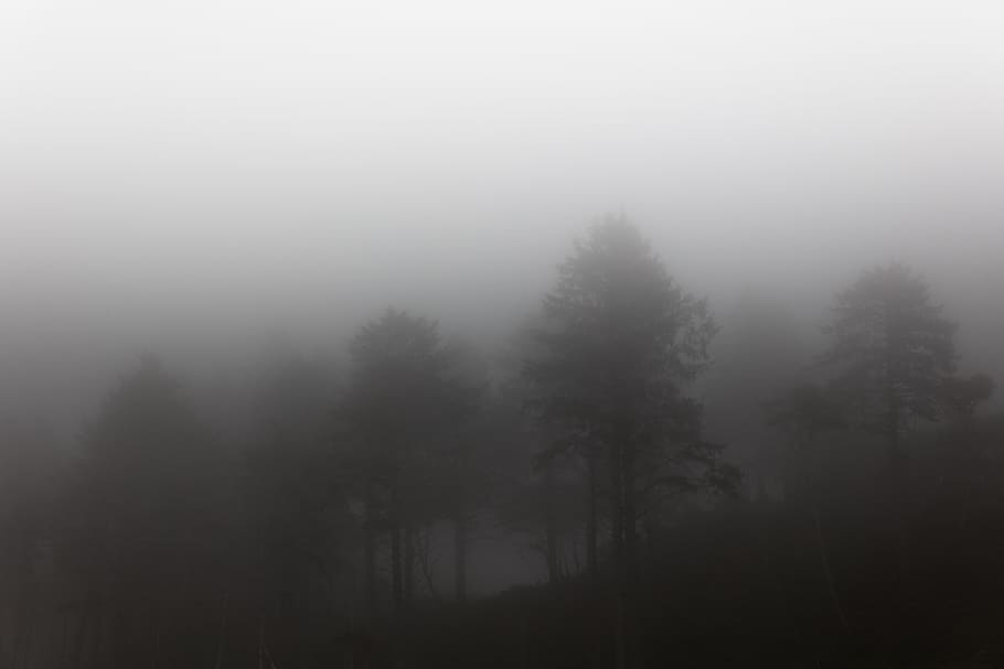 forest, tree, fog, haze, mist, black and white, monochrome HD wallpaper