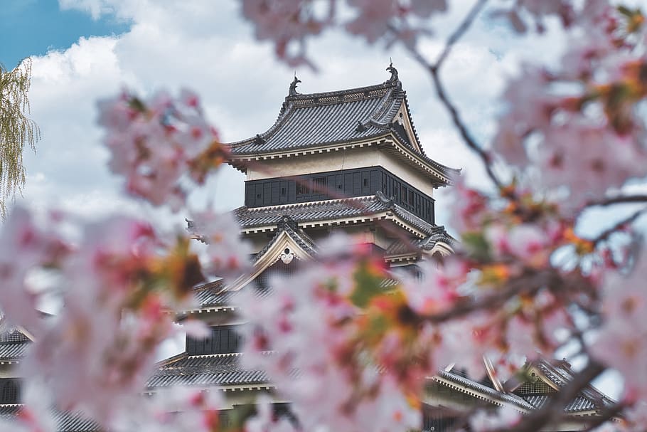 Concrete Temple, architecture, branch, castle, cherry blossom HD wallpaper