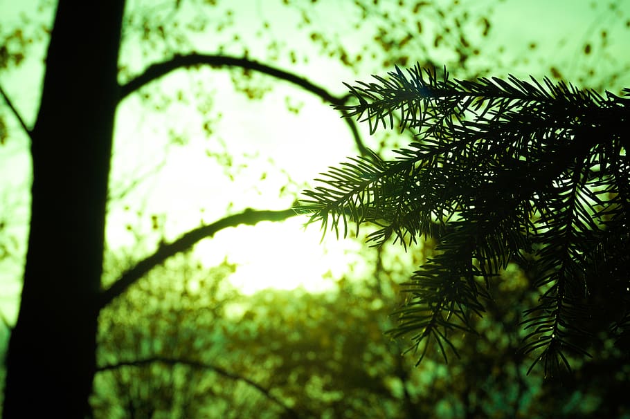 Silhouette of Tree Leaf on Green Background, branches, colors HD wallpaper