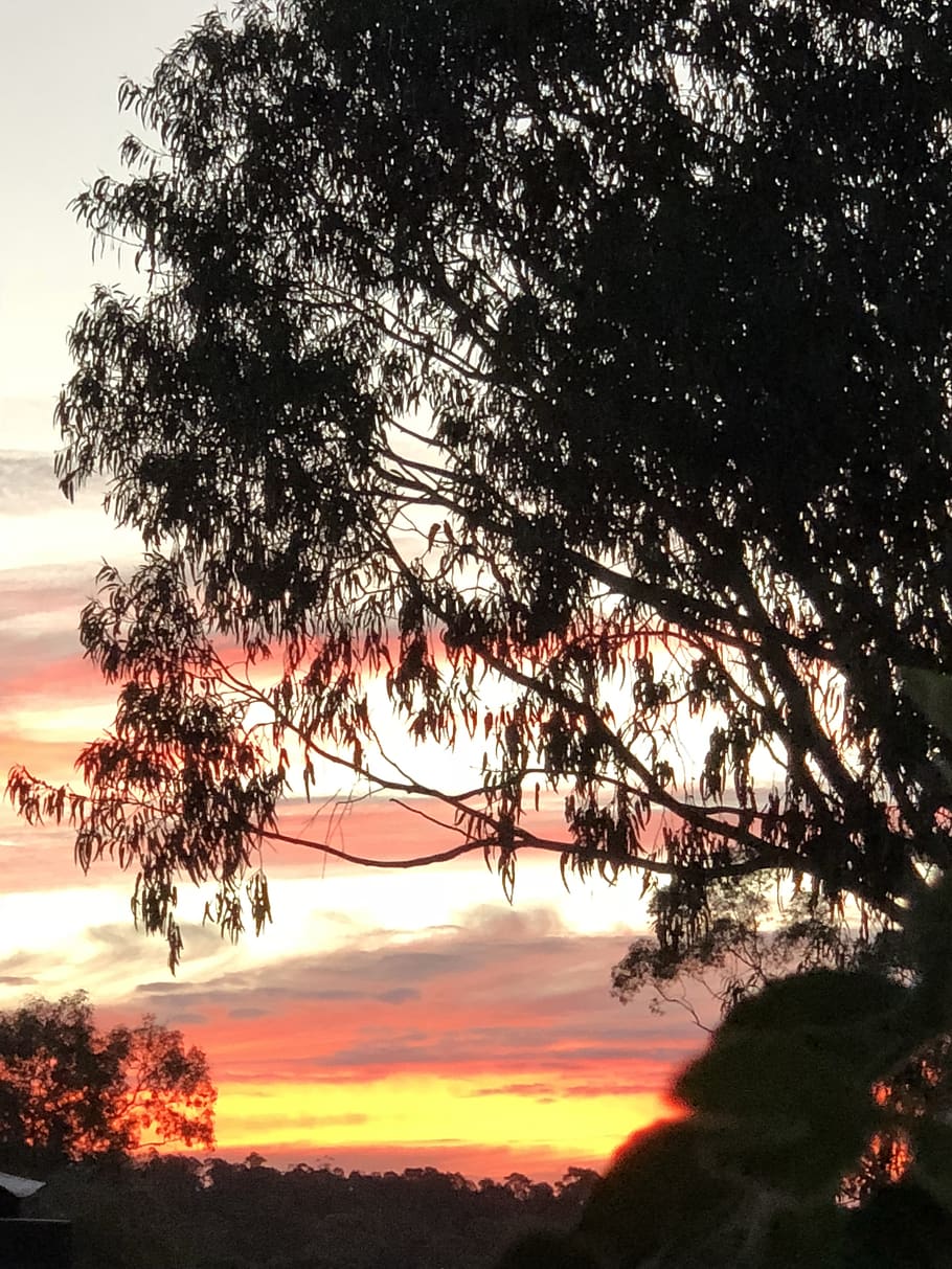 australia, canberra, cloud, trees, sunset, sky, plant, beauty in nature HD wallpaper
