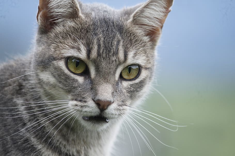 cat, blur, animals, pet, kitten, skin, mammals, feline, carnivorous HD wallpaper