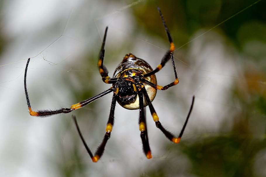 australia, sydney, animal themes, invertebrate, insect, one animal HD wallpaper