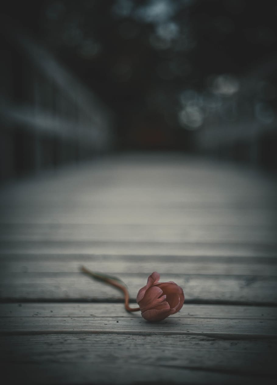 pink rose, wood - material, close-up, no people, focus on foreground HD wallpaper