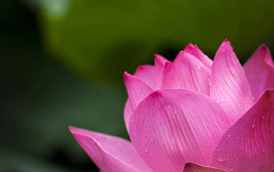 Lotus Flower Blooming during Daytime, blossom, flora, HD wallpaper HD wallpaper