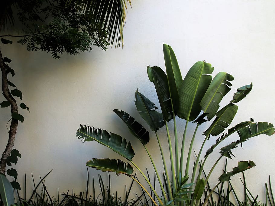 exotic, palm trees, range, nature, plant, leaf, at the court of HD wallpaper