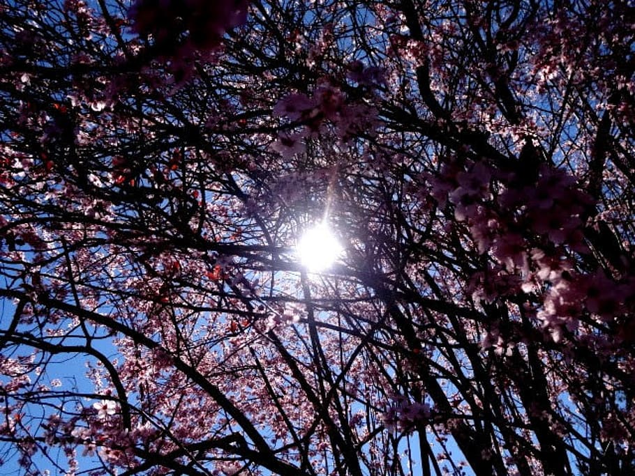 pink, sky, sun, blossom, tree, plant, low angle view, beauty in nature HD wallpaper