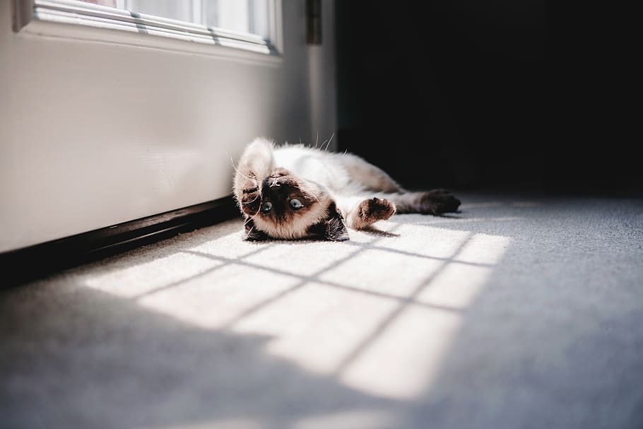 Siamese lying on gray area rug, animal themes, mammal, one animal HD wallpaper