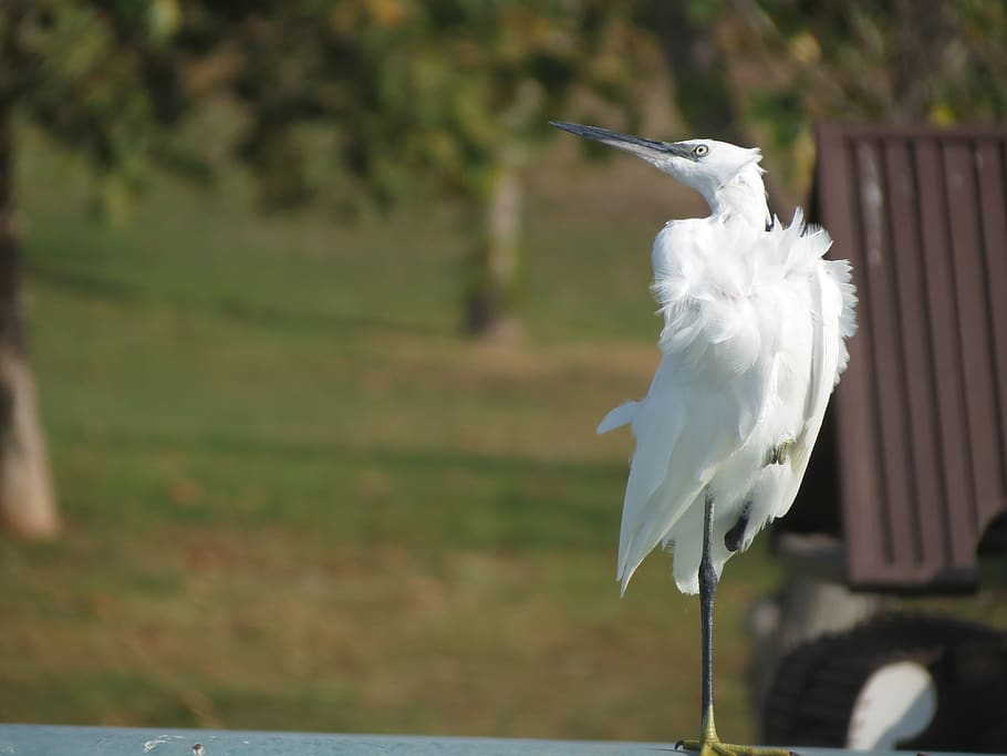 white, heron, bird, beak, feathers, animal themes, animals in the wild HD wallpaper