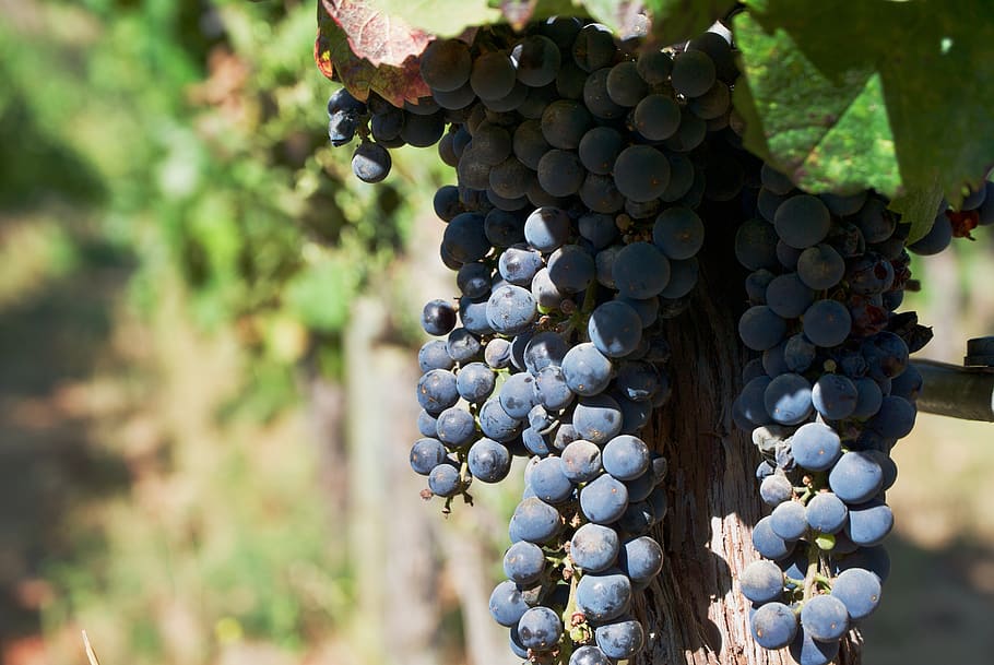 wine, grapes, vineyard, fruit, winegrowing, grapevine, vines HD wallpaper