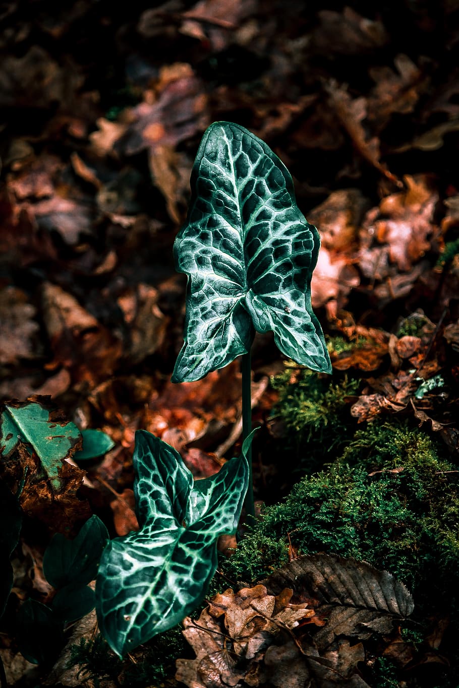plant, forest, leaf, plants, nature, trees, green, environment HD wallpaper