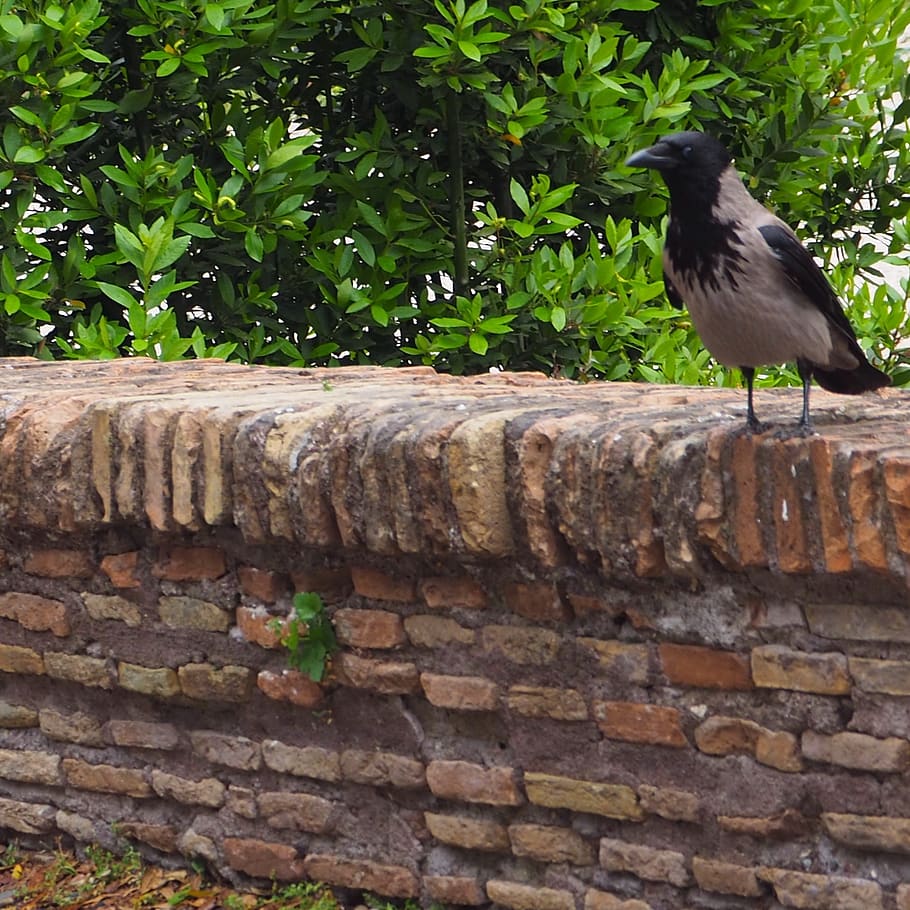 italy, rome, animal themes, one animal, vertebrate, animals in the wild HD wallpaper