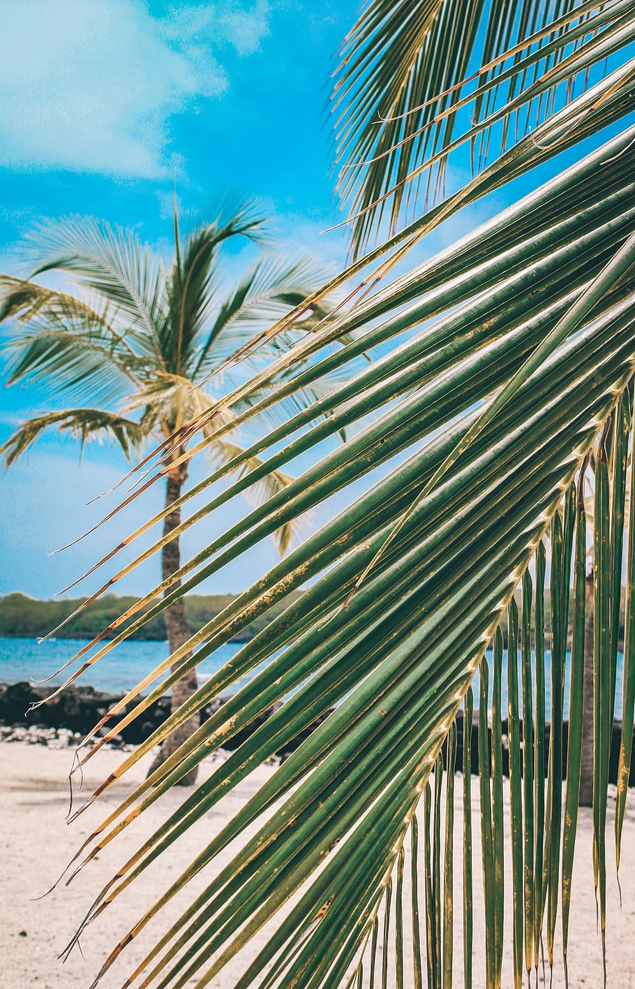 palm trees, ocean, beach, tropical climate, palm leaf, frond HD wallpaper