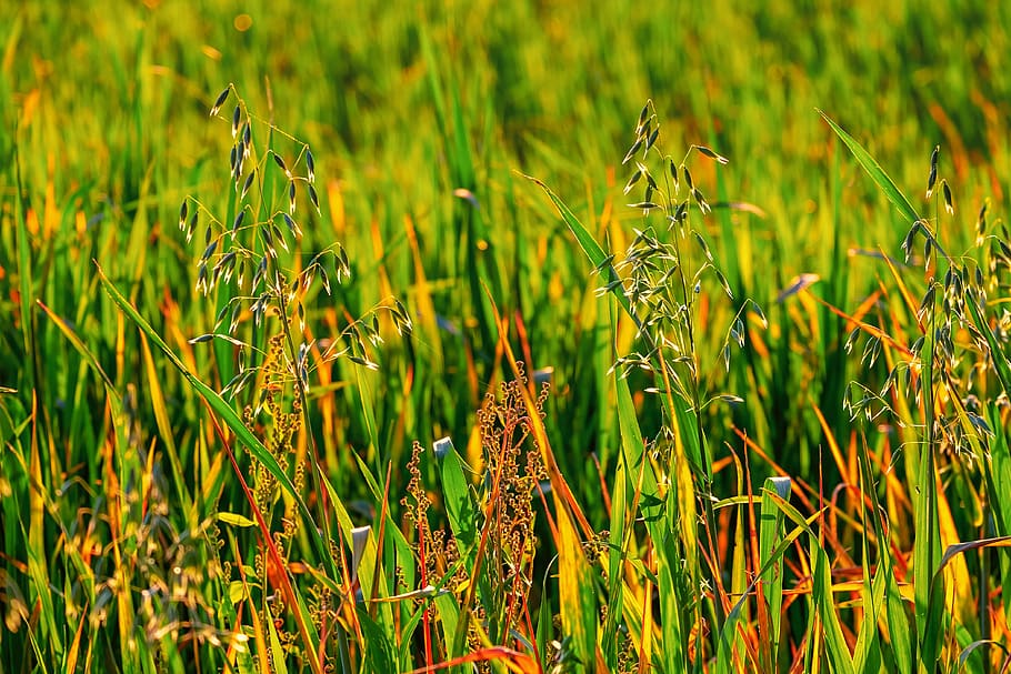 meadow, field, oats, grass, weed, nature, landscape, rural HD wallpaper