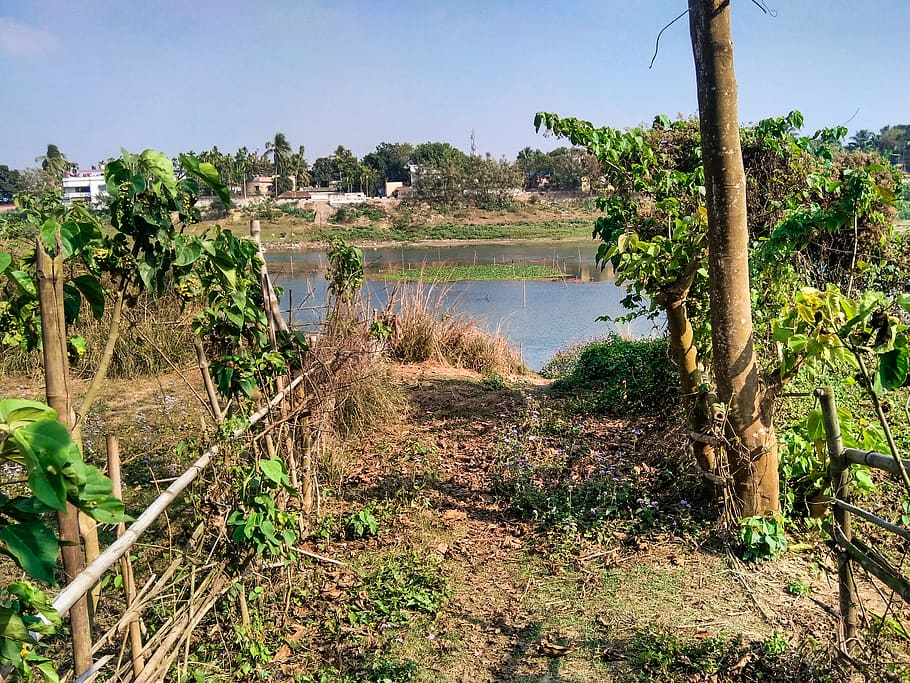 nature, ground, plant, tree, outdoors, balurghat, gravel, road HD wallpaper