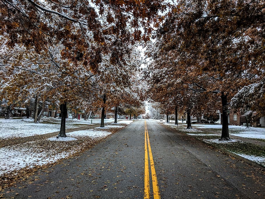 brown-leafed trees near road, plant, the way forward, direction HD wallpaper