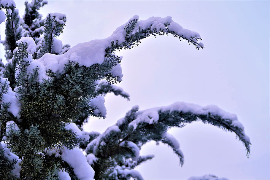 snow, winter, tree, juniper, cold, nature, landscape, trees, HD wallpaper