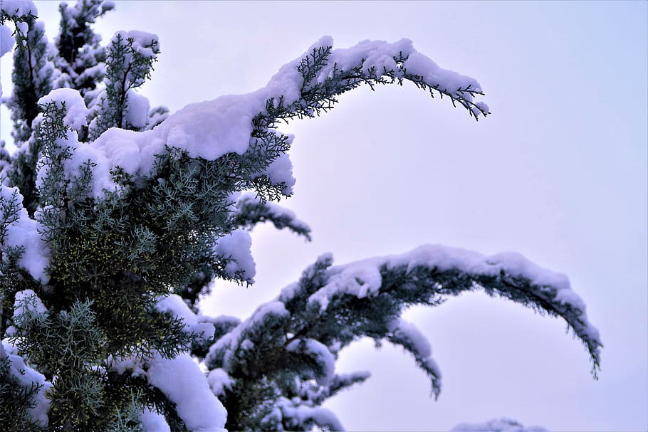 snow, winter, tree, juniper, cold, nature, landscape, trees HD wallpaper
