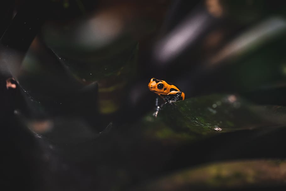 Frog, leaf, leaves, light, animal, nature, wildlife, orange, small HD wallpaper