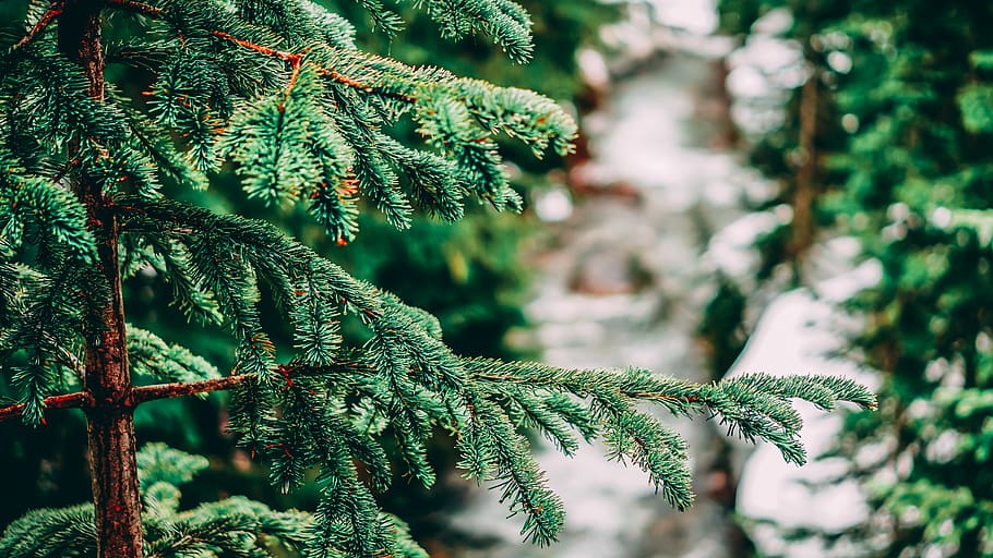 Close-Up Photo of Fir Tree, blur, branch, coniferous, conifers HD wallpaper