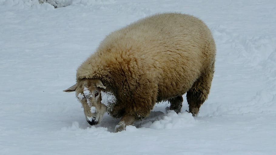 france, isère, animal themes, snow, winter, one animal, cold temperature HD wallpaper