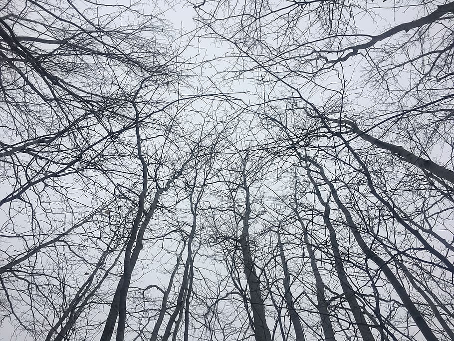 trees, perspective, sky, branches, bare tree, low angle view HD wallpaper