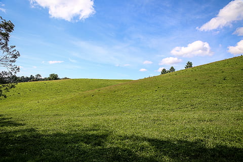 forest, windows, xp, serjosoza, saopaulo, cloud - sky, green color HD wallpaper